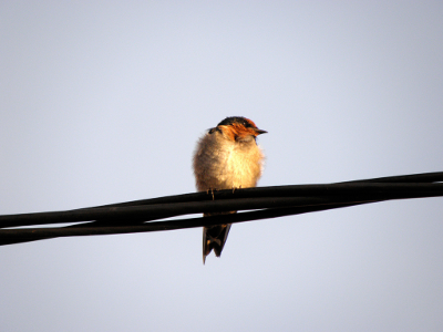 Barn Swallow